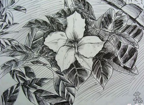 儿童画钢笔速写花卉_六一儿童网