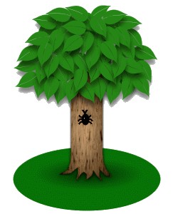 ǿС