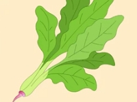 营养模范生——菠菜