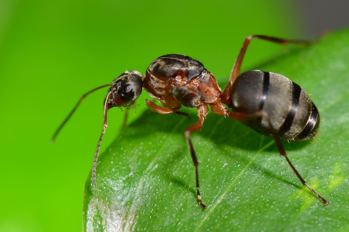 蚂蚁与蜜蜂的区别（蚂蚁和蜜蜂的知识和共同特点）