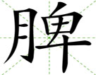 脾